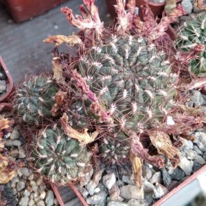 Sulcorebutia totorensis HS32 -PK-