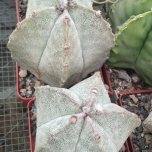 Astrophytum  coahuilense SB845 -MG- s