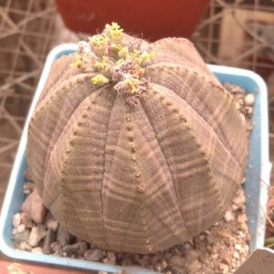 Euphorbia obesa -PAN-