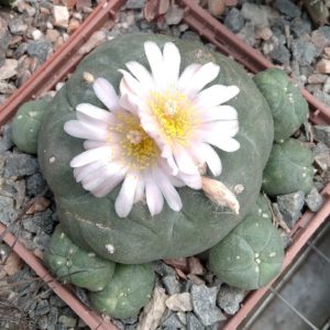 Loph. williamsii -San Vinsent-