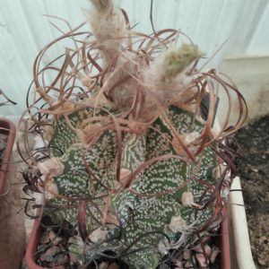 Astrophytum  crasispinoides -MG-