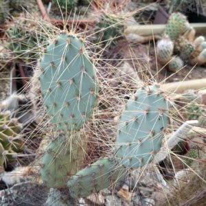 Opuntia aureispina SB1002 - Brewster Co,TX, SUPER- Mesa Garden-дітки-