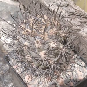 Pyrrhocactus marayensis LF168 -LBercht-