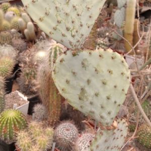Opuntia macrocentra  v. minor SB913 -MG- - дітки -