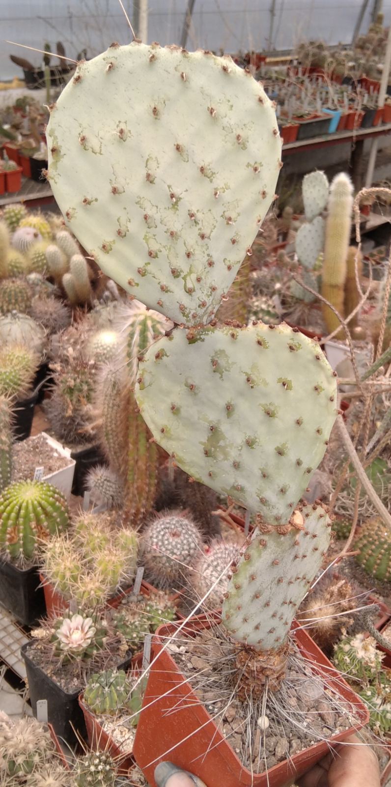 Opuntia macrocentra  v. minor SB913 -MG- - дітки -