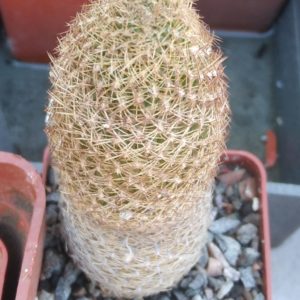Lobivia famatimensis v. sanjuanensis WR557
