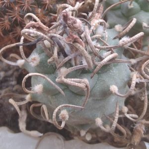 Turbinicarpus klinkerianus -Las Flores-