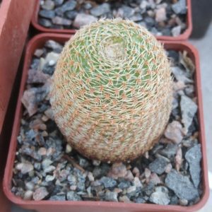Lobivia famatimensis v. sanjuanensis WR557