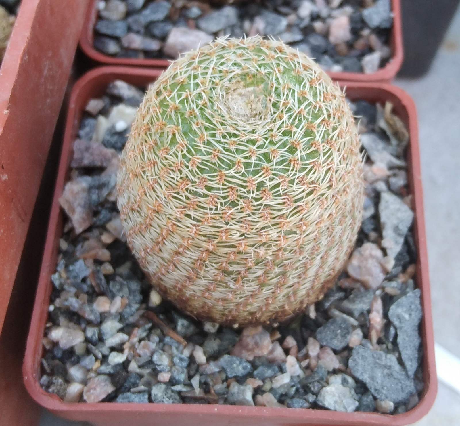Lobivia famatimensis v. sanjuanensis WR557