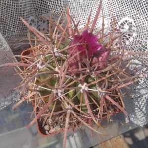 Ferocactus fordii DJF8 -MG- s