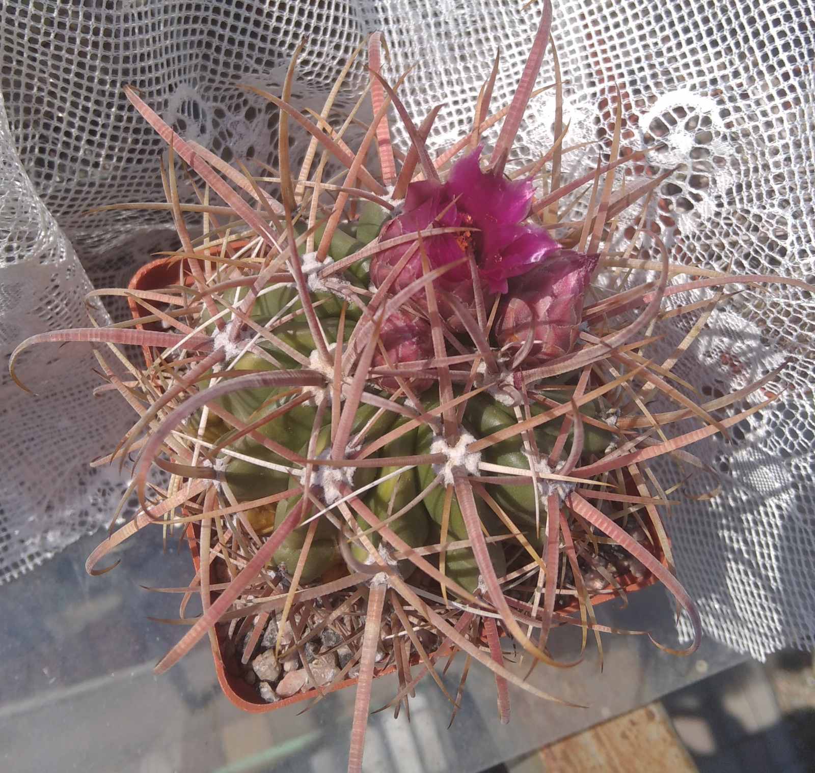 Ferocactus fordii DJF8 -MG- s