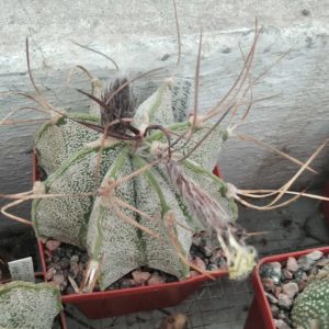 Astr. niveum "Weisse Stachel"-Koehres-