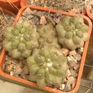 Сopiapoa hypogaea -s