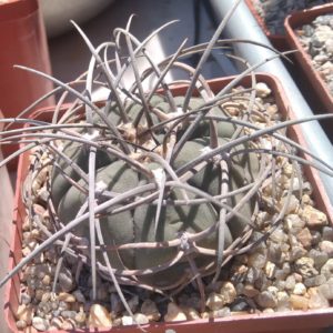 Gymn. cardenasianum-armatum -s