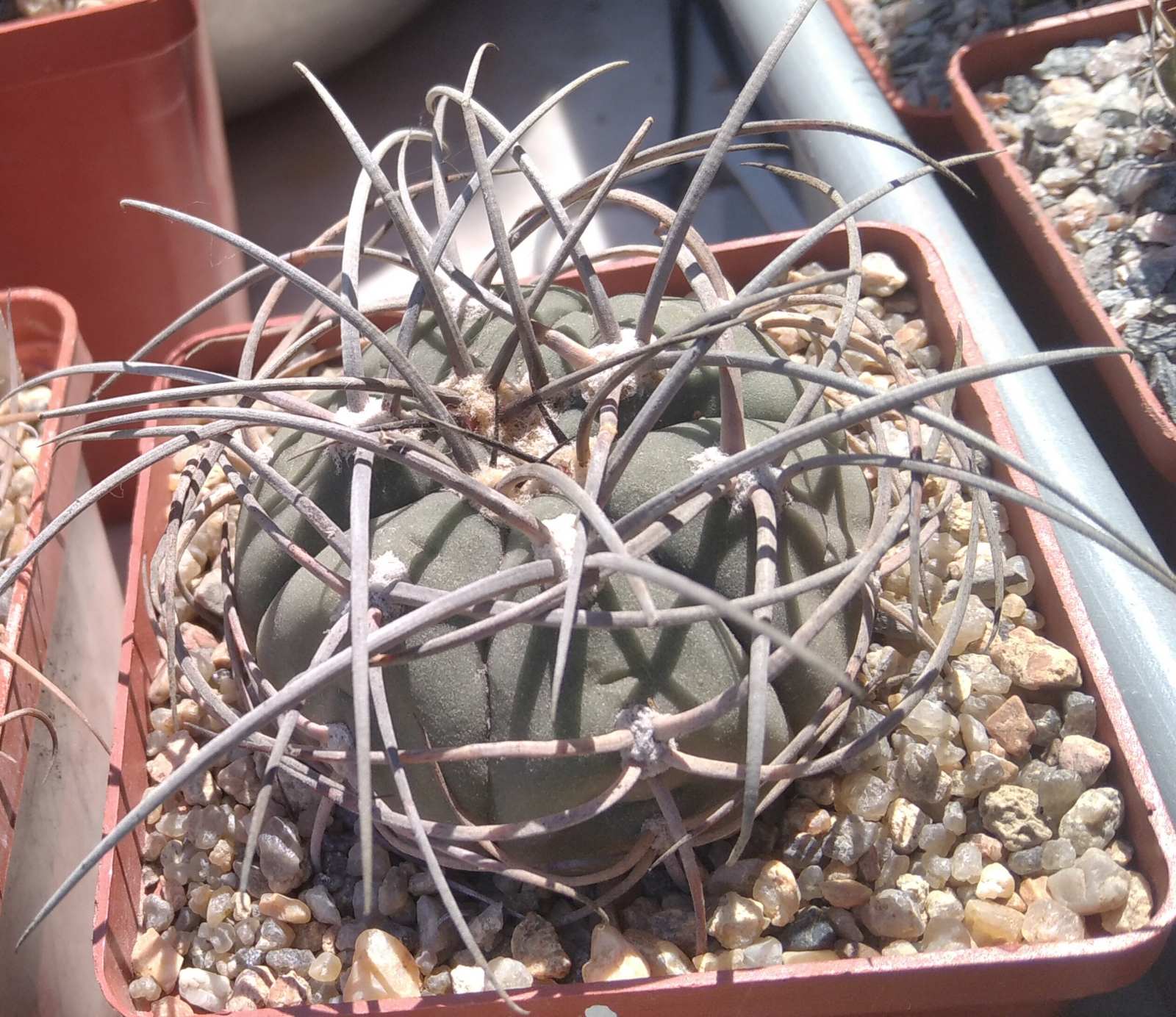 Gymn. cardenasianum-armatum -s