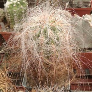 Oreocereus celsianus -MG- cube-9cm-
