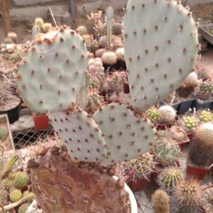 Opuntia macroсеntra - дітки -
