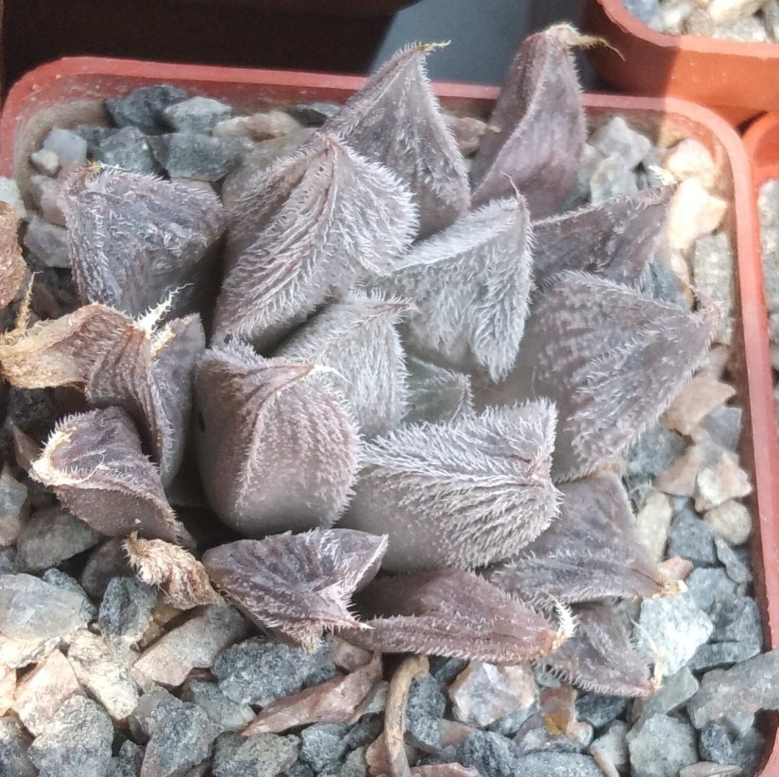 Haworthia venusta -hybr-