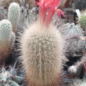 Matucana roseoalba L173 - MG- s