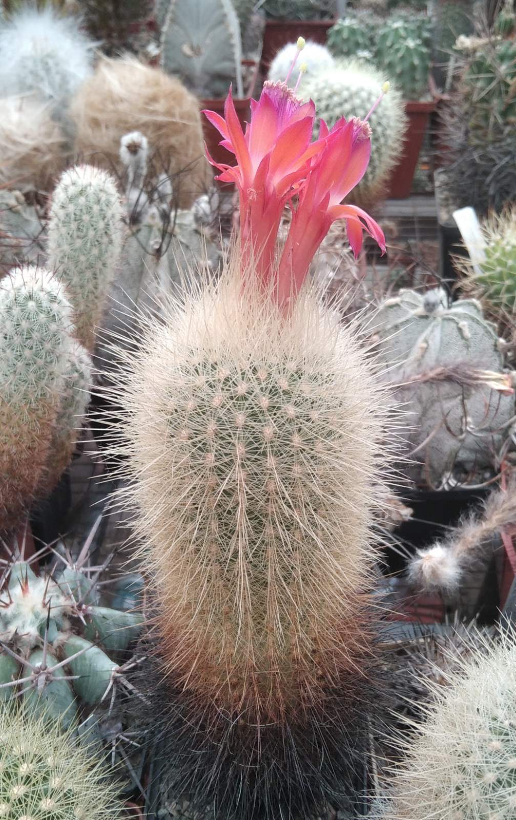 Matucana roseoalba L173 - MG- s