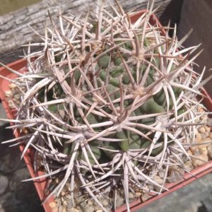 Gymnocalycium ferocior -s
