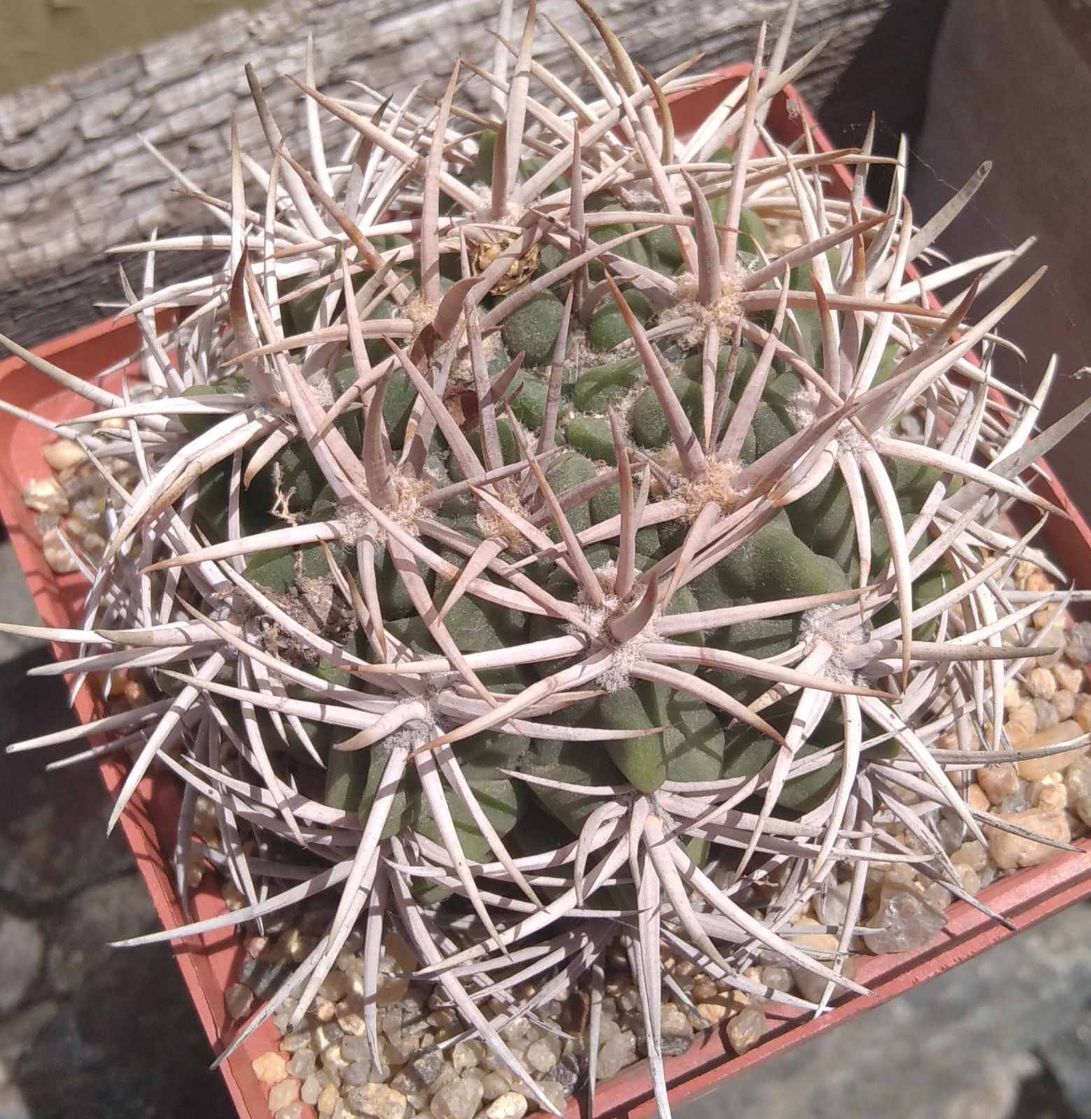 Gymnocalycium ferocior -s