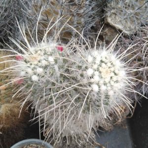 Mamm. nejapensis v. longispina -s