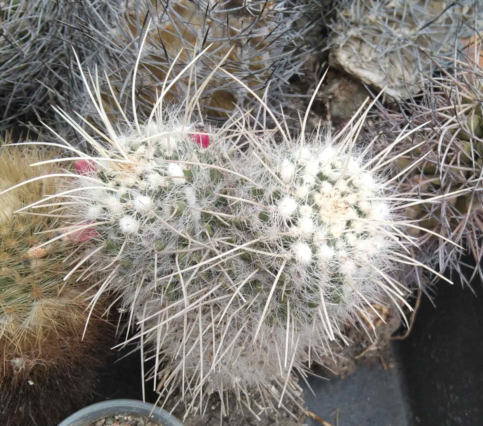 Mamm. nejapensis v. longispina -s