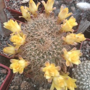 Sulcorebutia menesesii -Plapp-