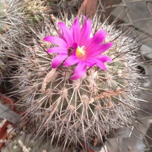Gymnocactus horripilus - Piltz- s