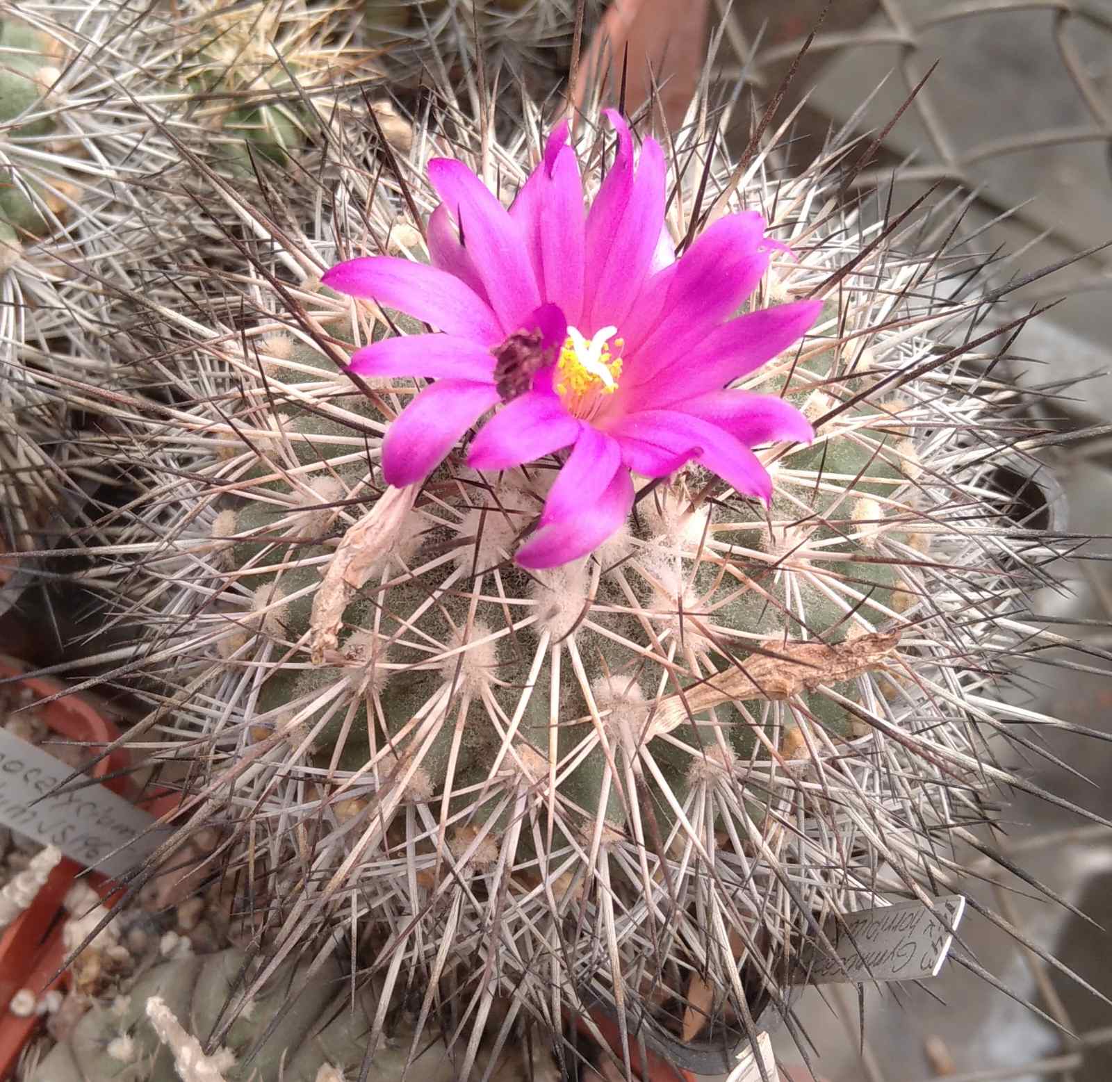 Gymnocactus horripilus - Piltz- s
