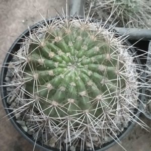 Pseudolobivia kermesina -горщик-12см-