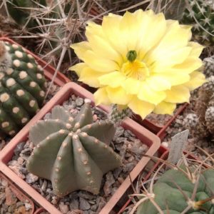 Echinocereus subinermis -s
