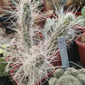 Tephrocactus weberi HS676 -super sp.-дітки-