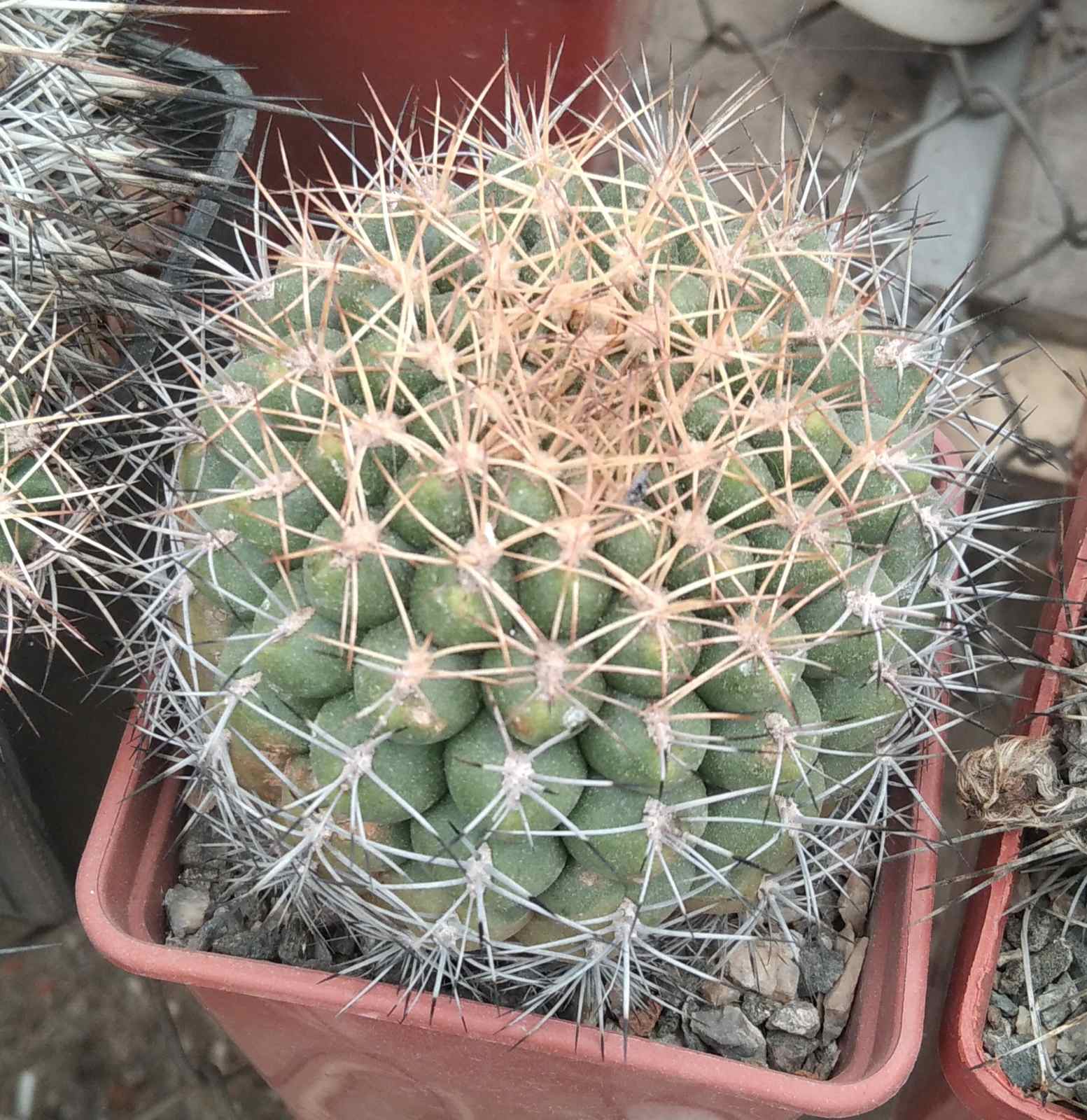 Matucana aureiflora v. elata -MG-