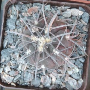 Gymn. spegazzinii v. sarkae -s