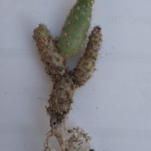 Maihueniopsis atacamensis -Koehres-