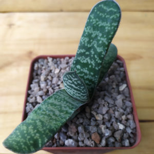 Gasteria pillansii