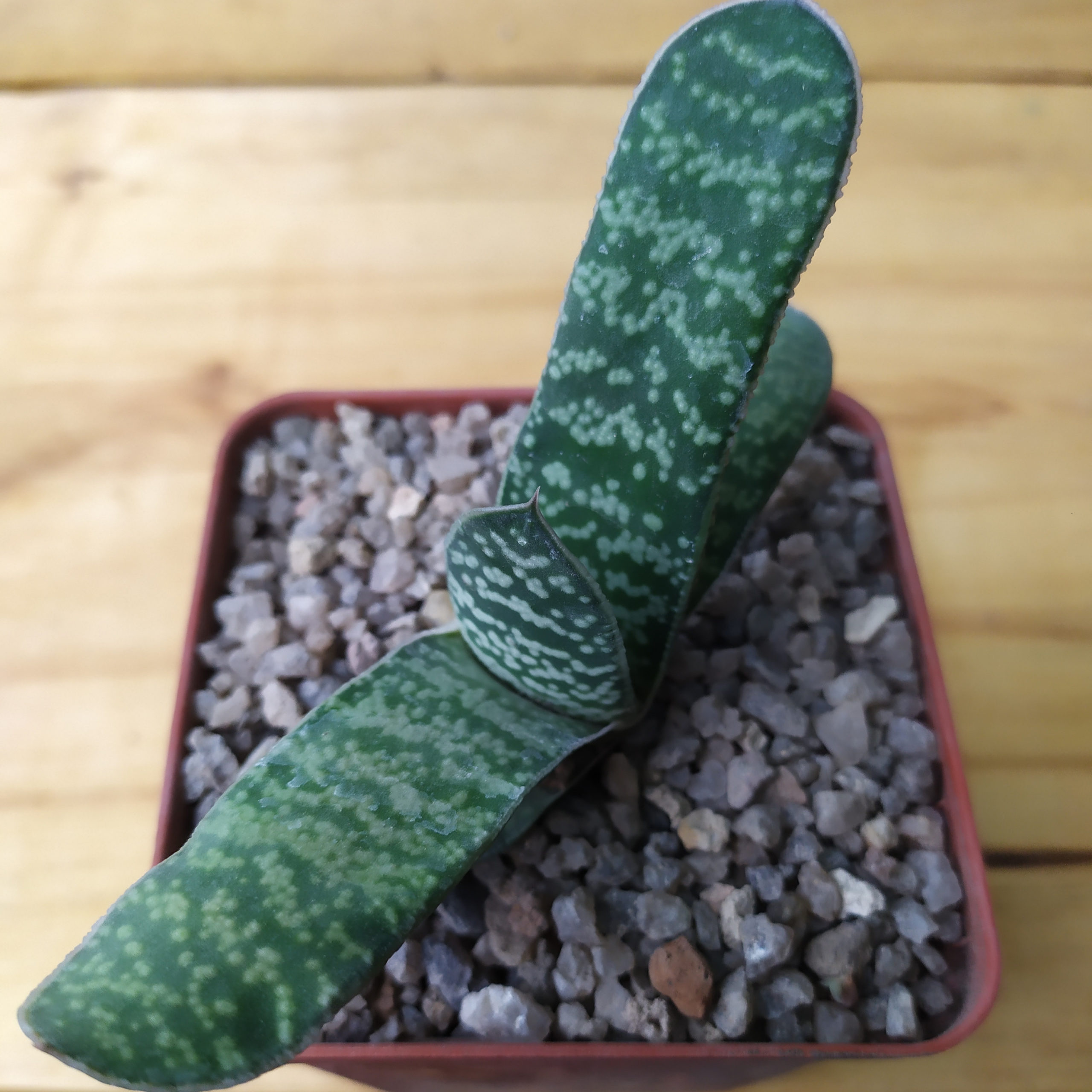 Gasteria pillansii