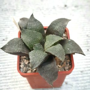 Haworthia multihybrid