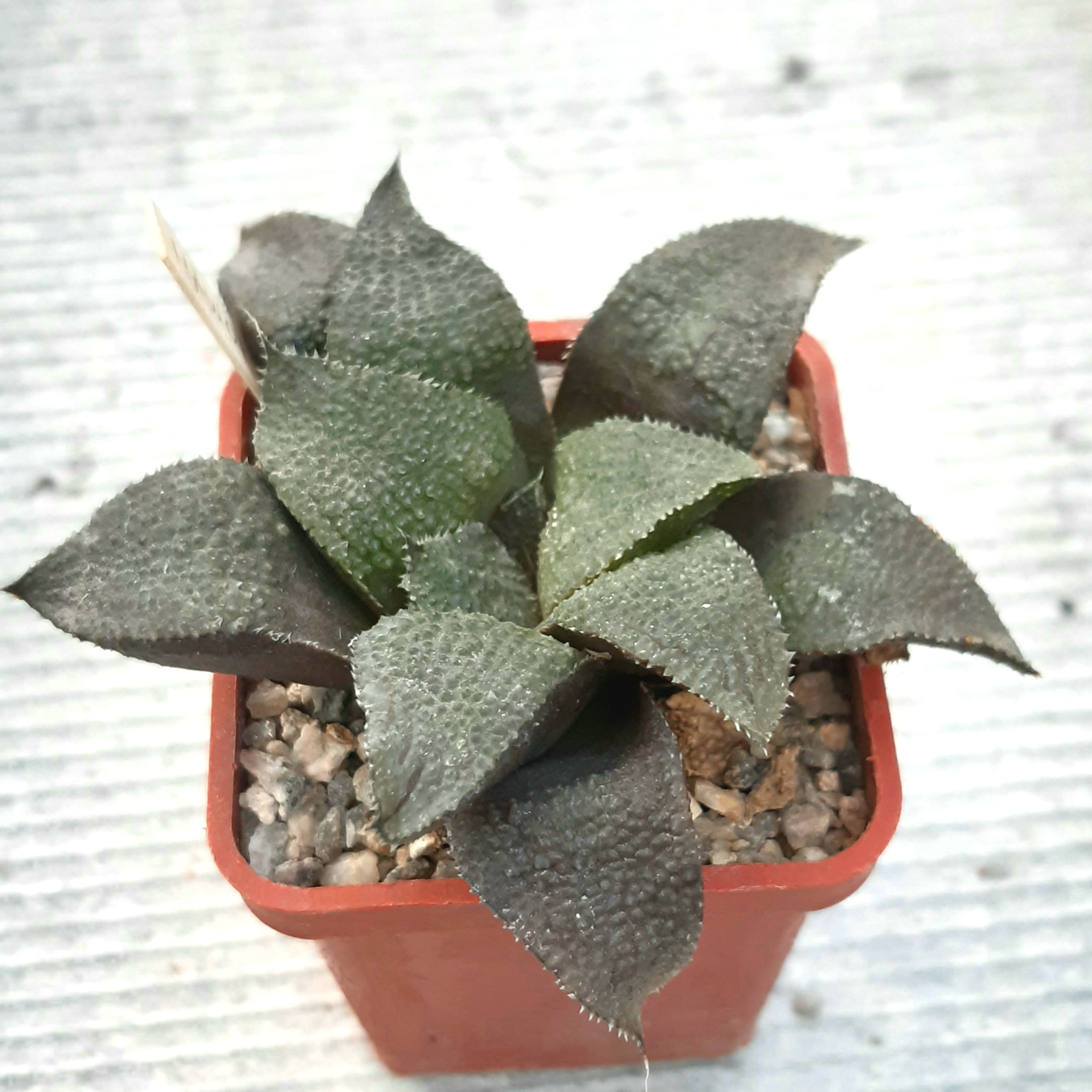 Haworthia multihybrid