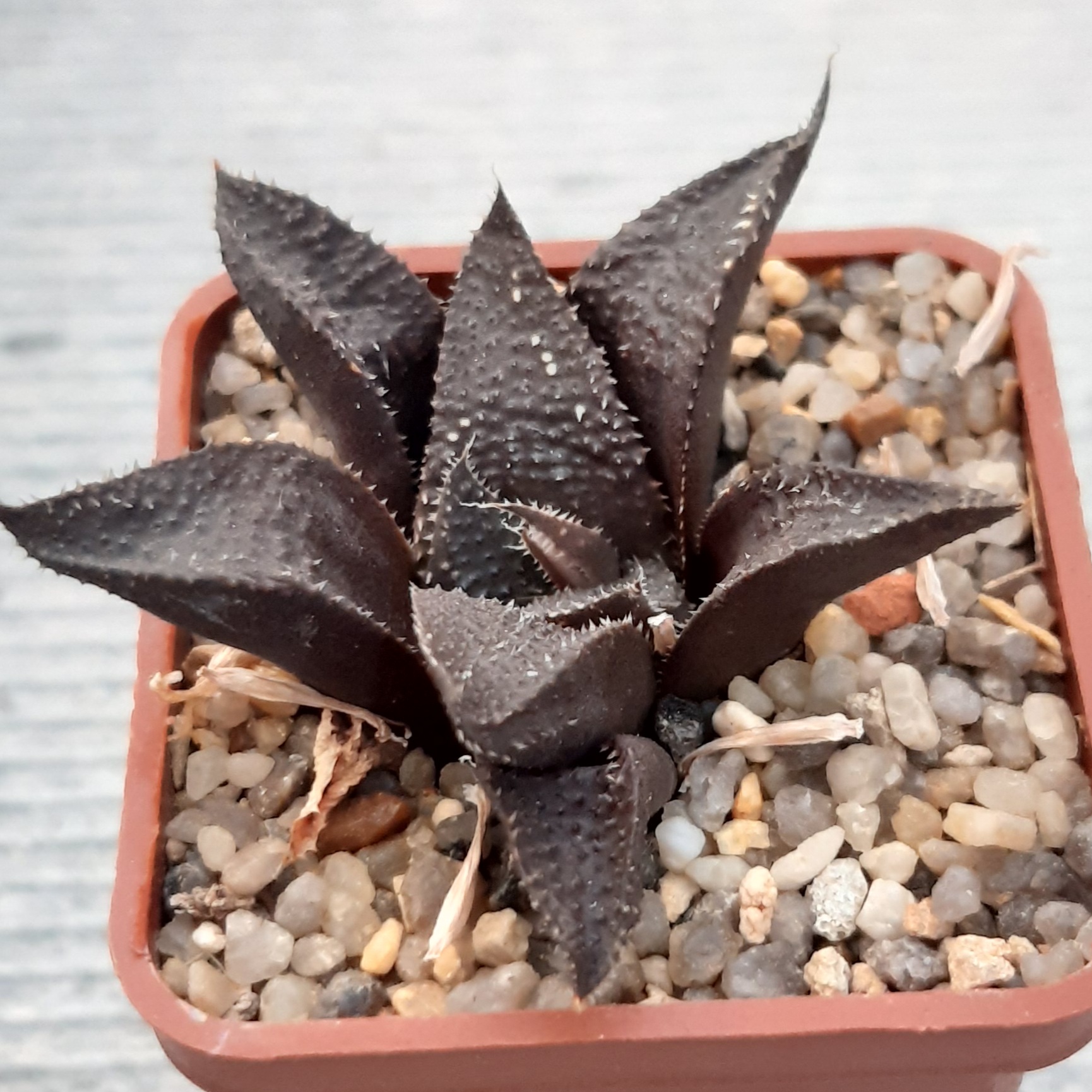 Haworthia multihybrid