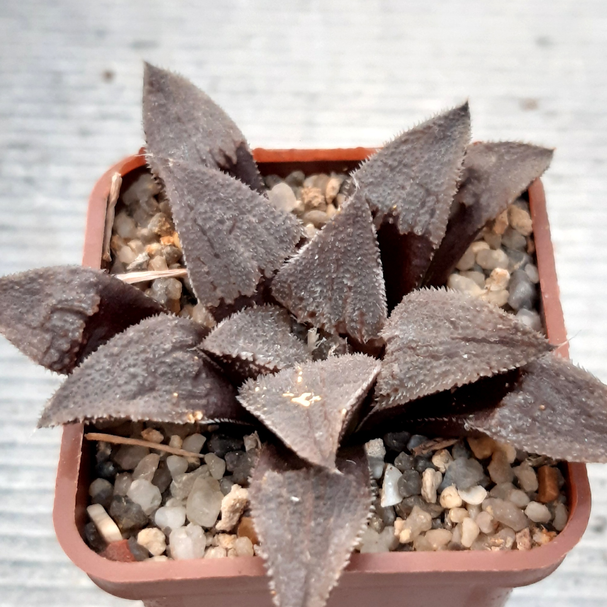 Haworthia multihybrid
