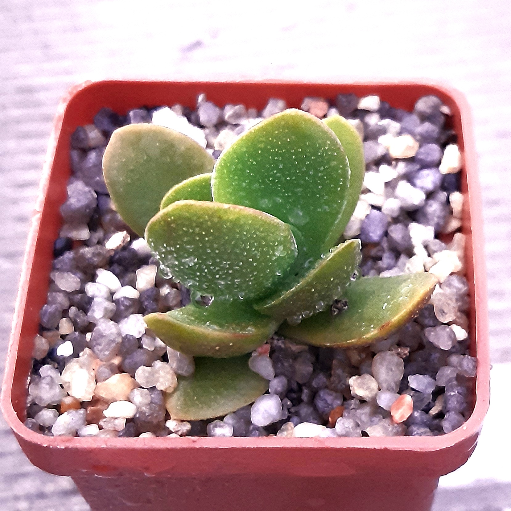 Crassula 'Cat’s Tongue'