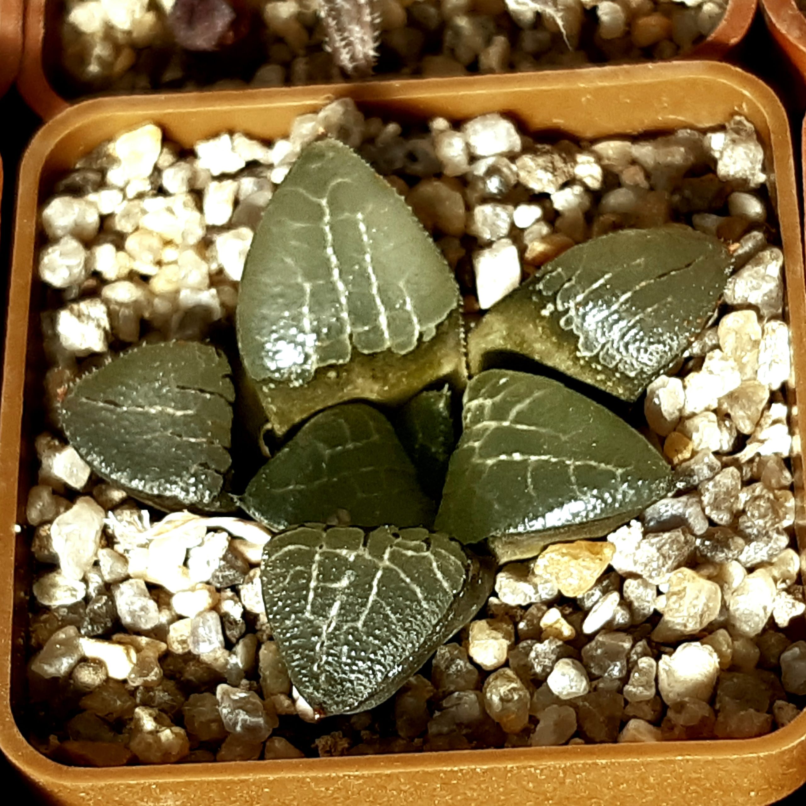 Haworthia selection