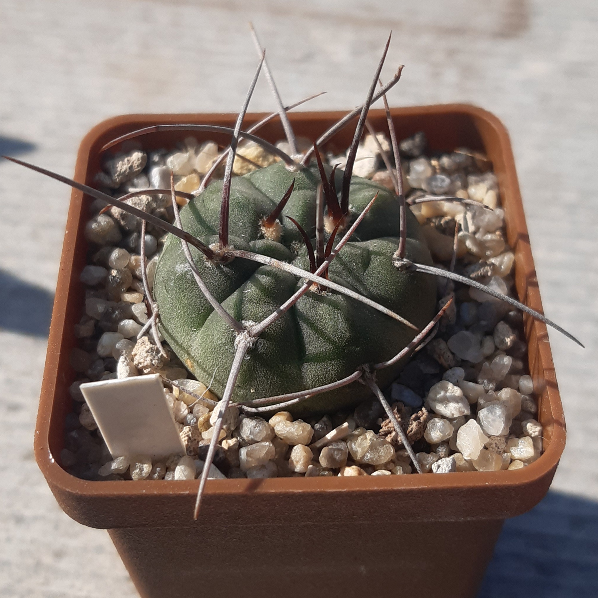 Gymnocalycium coloradense STO 0011  Sierra de La Punta Negra, La Rioja, Arg.