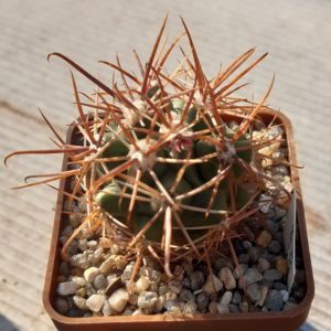 Ferocactus fordii 'borealis' Koehres