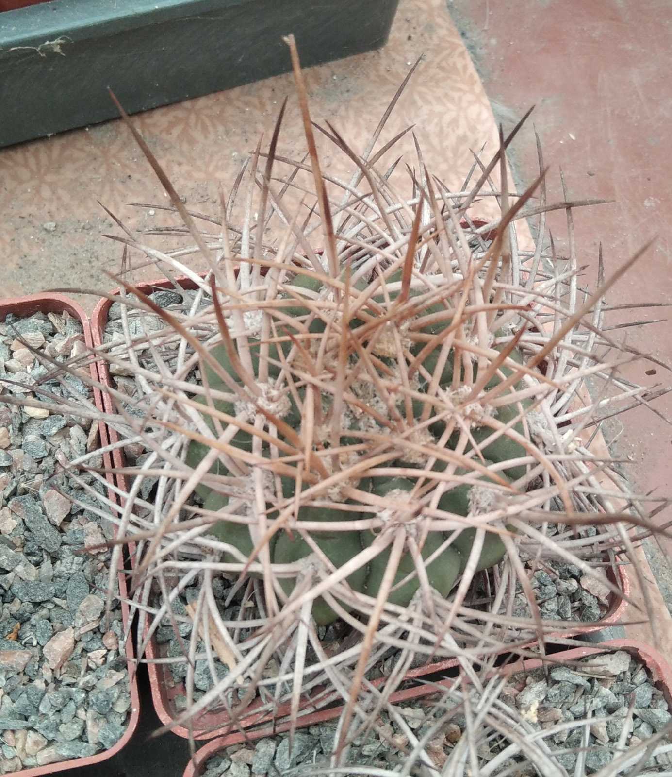 Gymn.  mazanense v. polycephalum -Koehres-