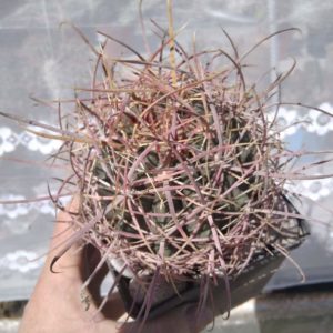 Ferocactus  cylindraceus -MG- s