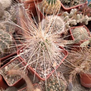 Echinocereus  stramineus -s